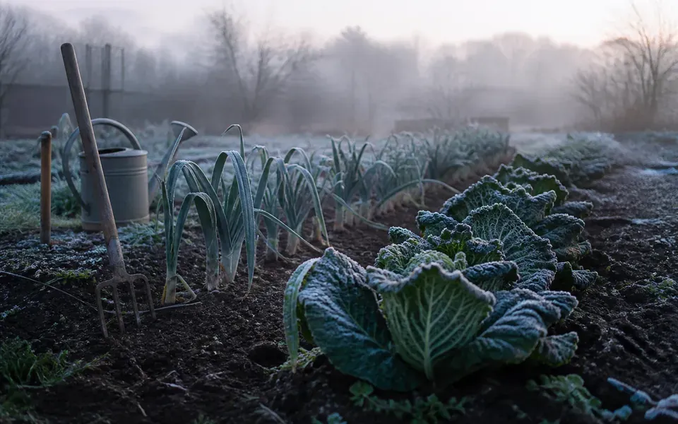 Potager au mois de decembre