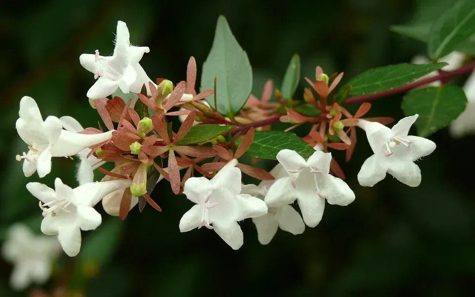 Abélia, photographie de la plante