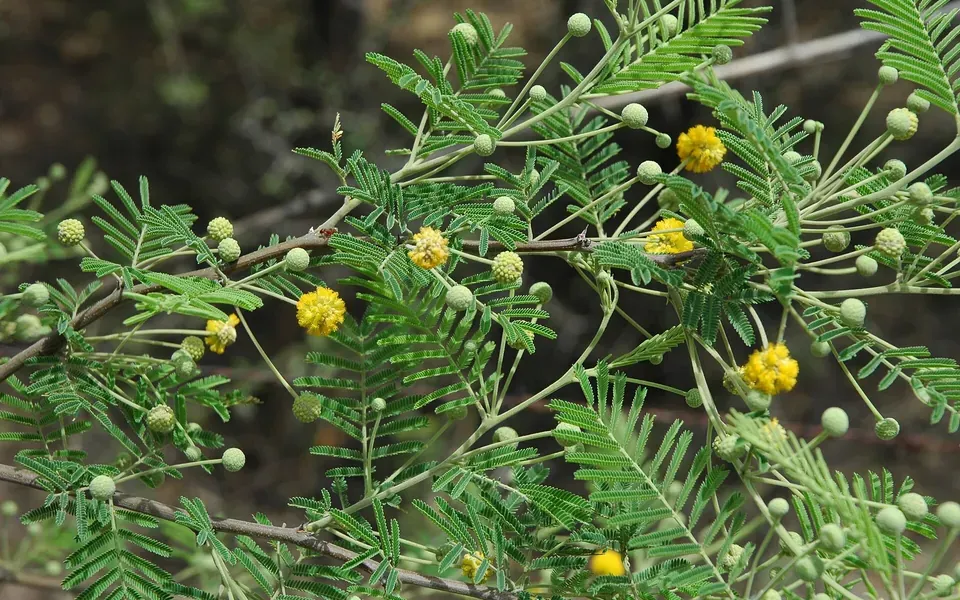 Acacia, photographie de la plante