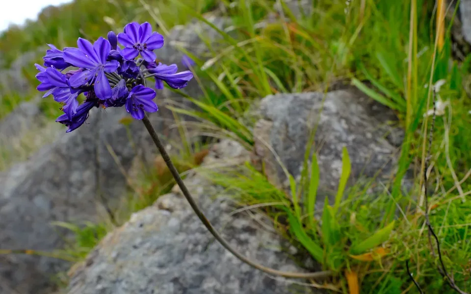 Agapanthe, photographie de la plante