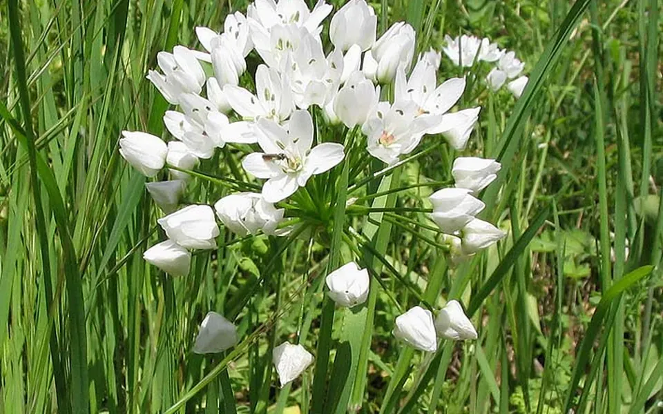 Ail blanc, photographie