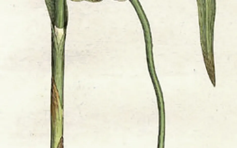 Ail, photographie de la plante
