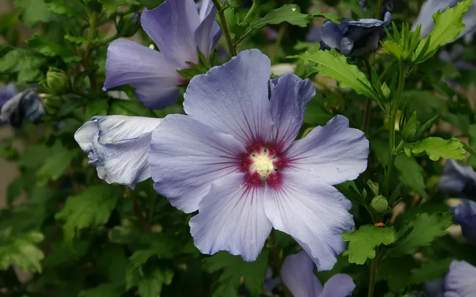 Althéa, photographie de la plante
