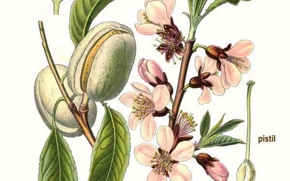 Amandier, photographie de la plante