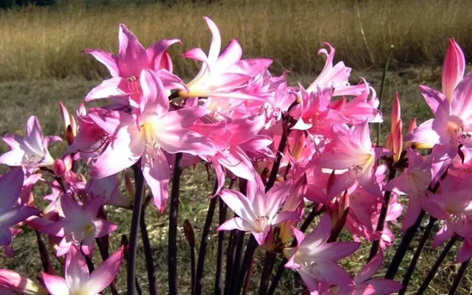 Amaryllis, photographie de la plante