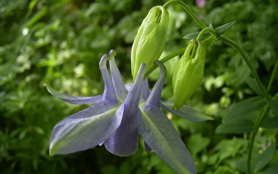 Ancolie, photographie de la plante