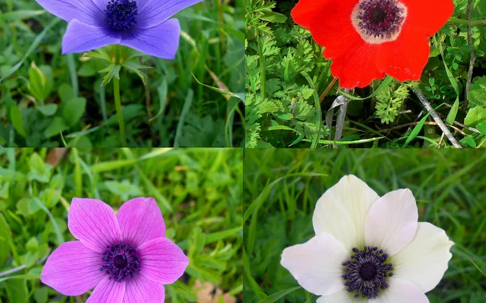 Anémone, photographie de la plante