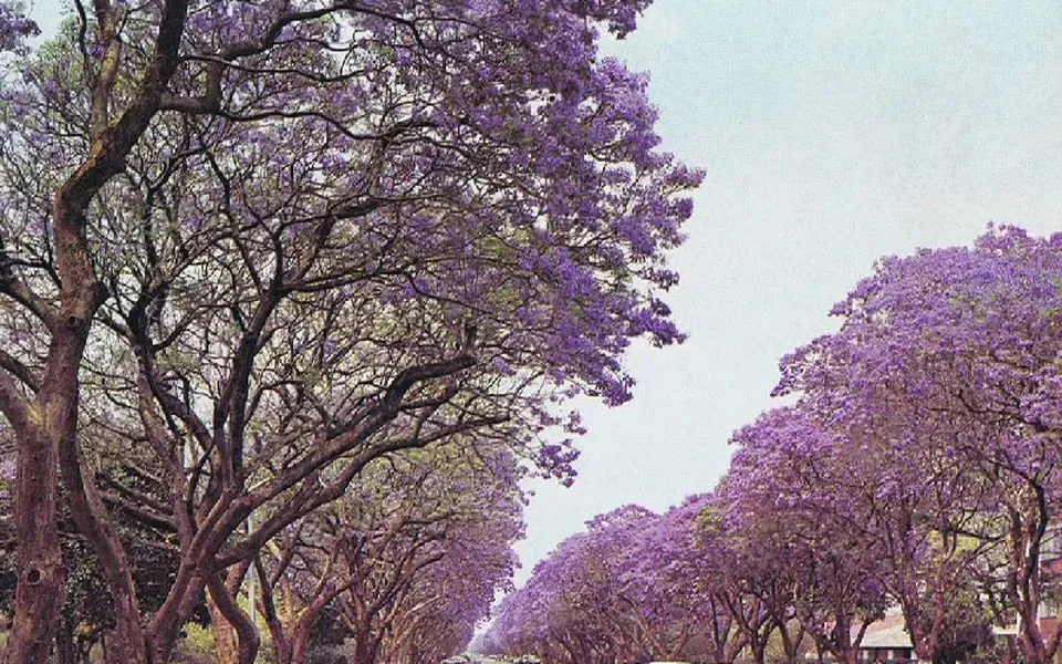 Arbre, au jardin