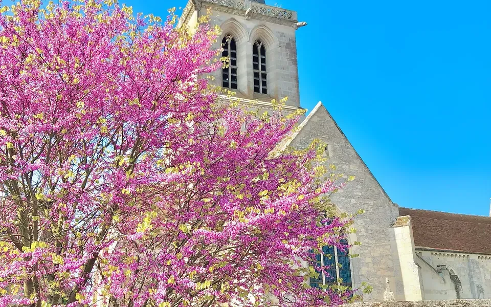 Arbre de Judée, photographie