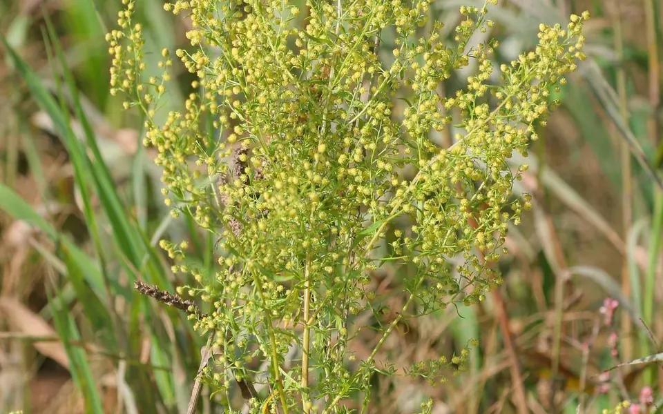 Artemisia annua, photographie