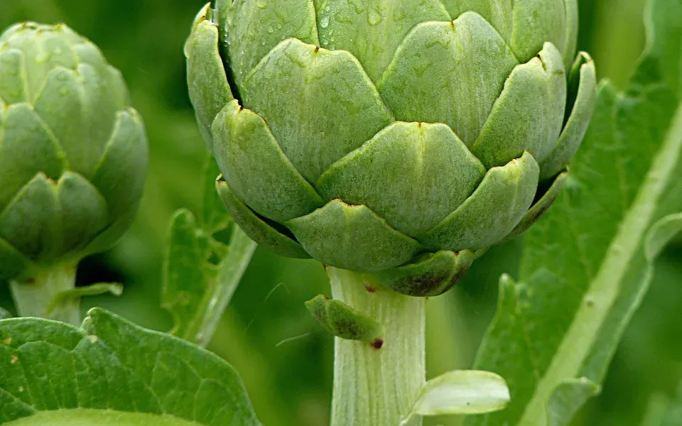 Artichaut, photographie de la plante