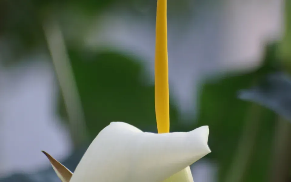 Arum, photographie de la plante