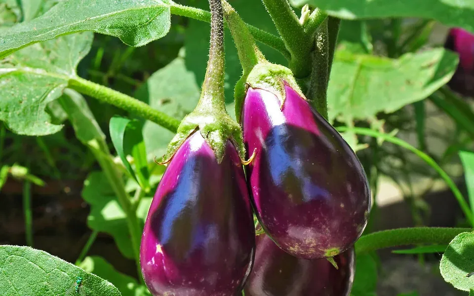 Aubergine, photographie de la plante