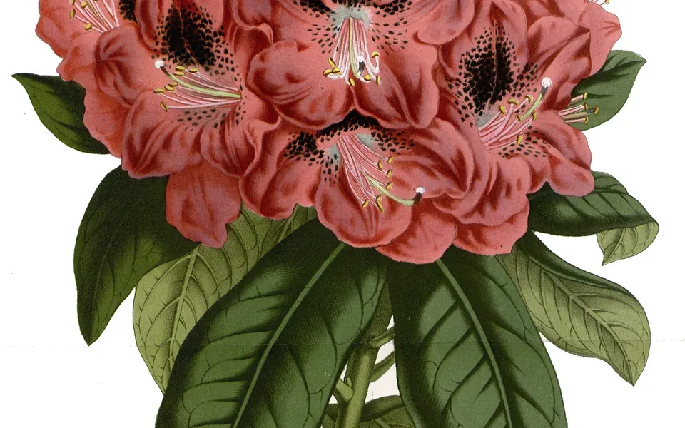 Azalée, photographie de la plante