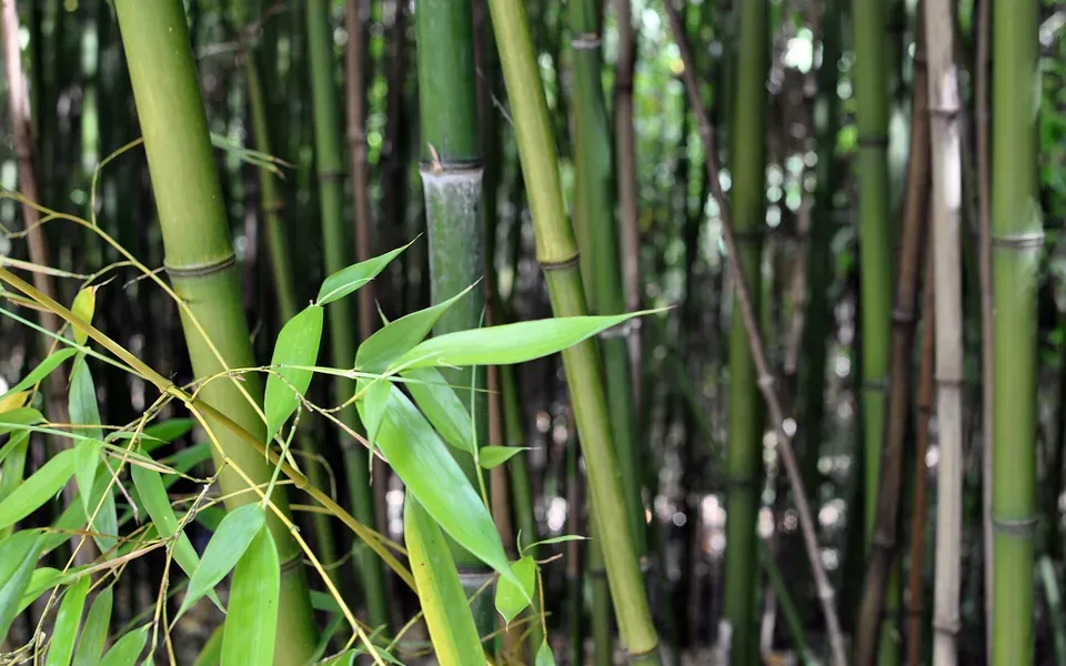 Bambou, photographie de la plante