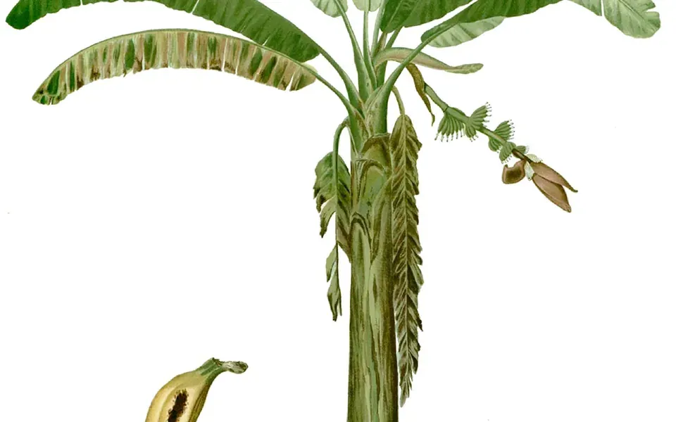 Bananier, photographie de la plante