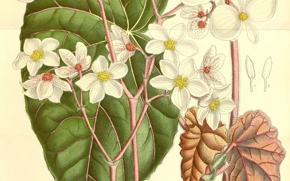 Bégonia, photographie de la plante
