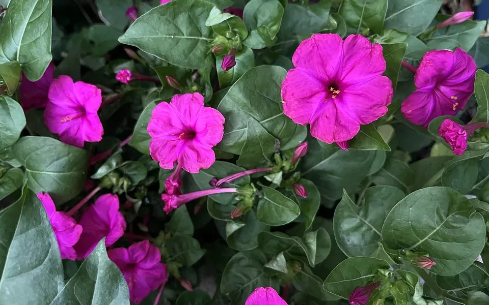 Belle-de-nuit en fleur
