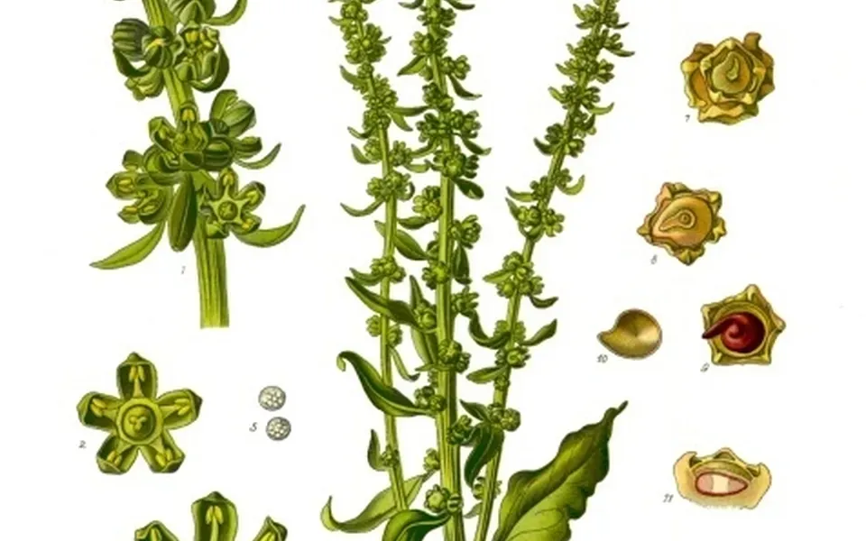 Betterave, photographie de la plante