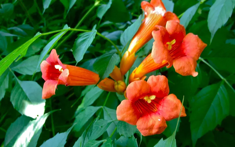 Bignone, photographie de la plante