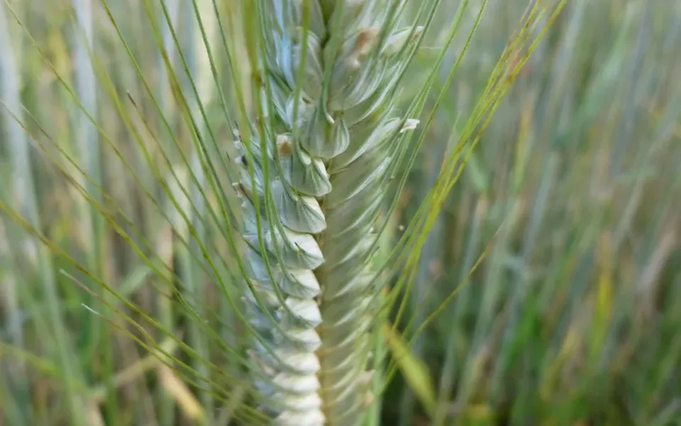Blé, photographie de la plante