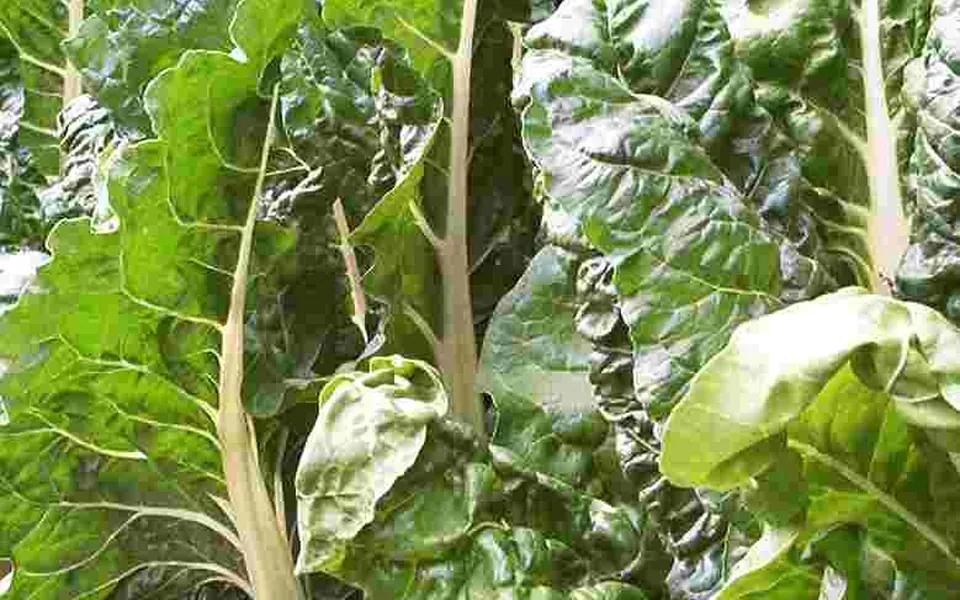 Bettes à carde au potager