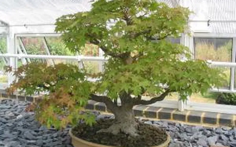 Bonsaï, au jardin