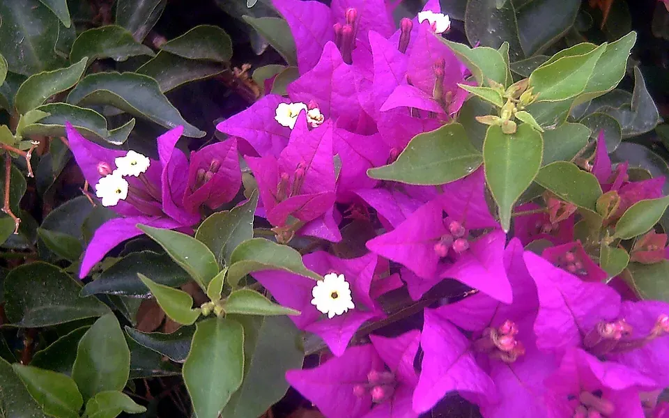 Bougainvillier, photographie de la plante