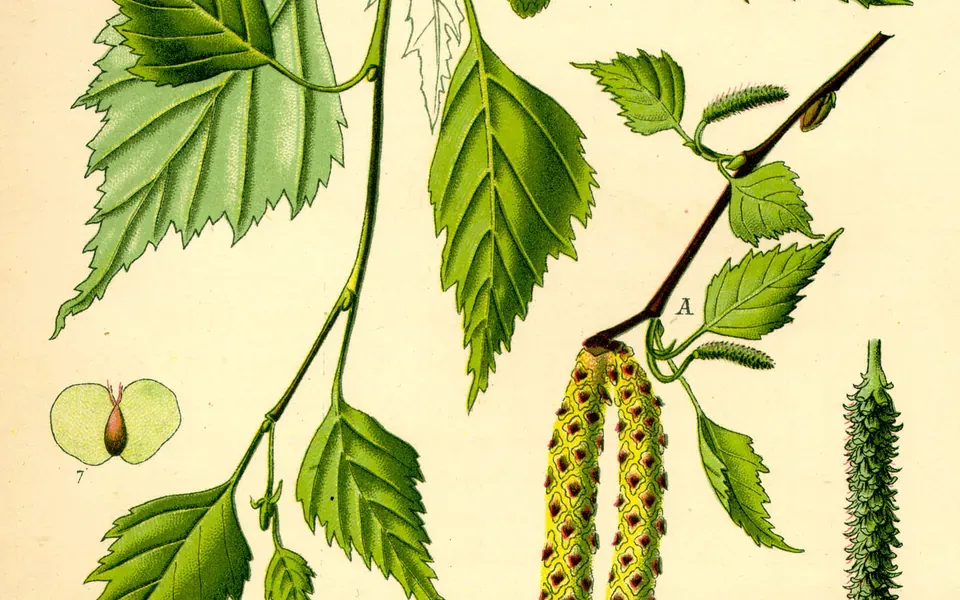 Bouleau, photographie de la plante