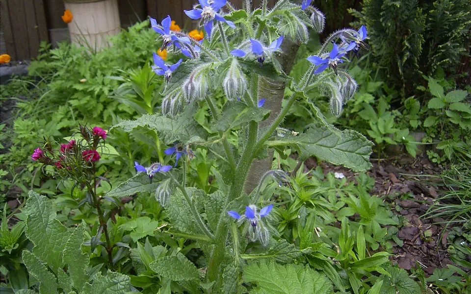 Bourrache, photographie de la plante