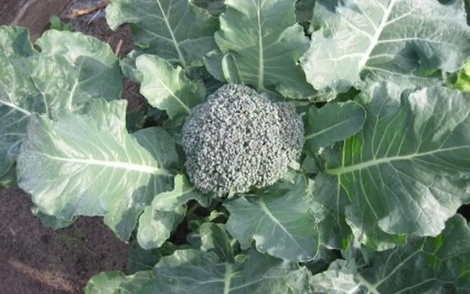 Brocoli, photographie de la plante