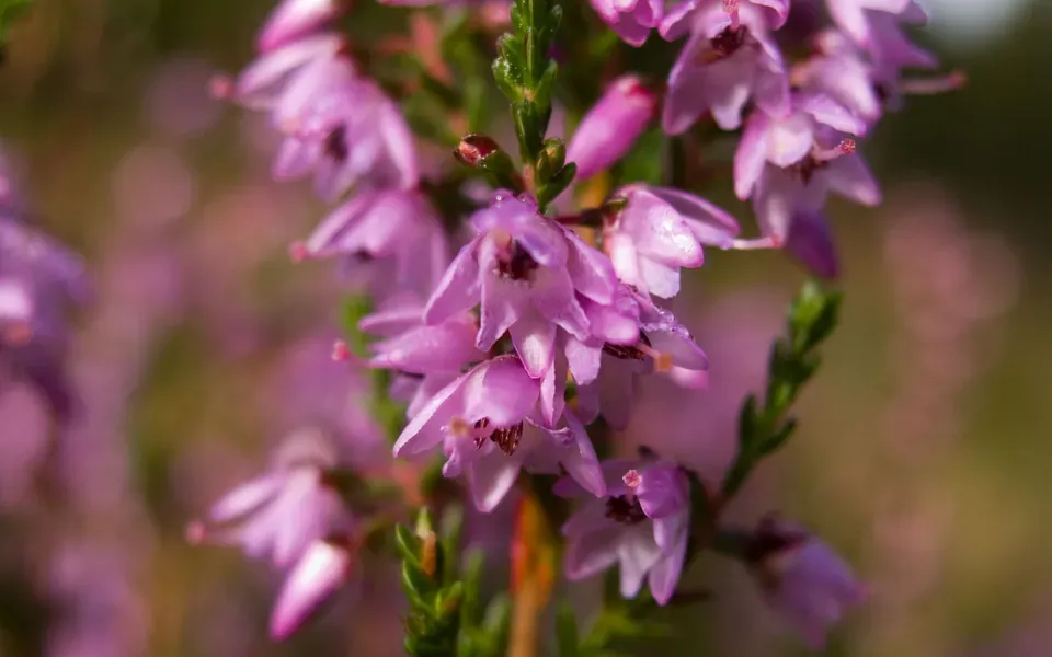 Bruyère, photographie de la plante