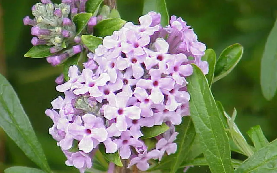 Buddleia, photographie de la plante