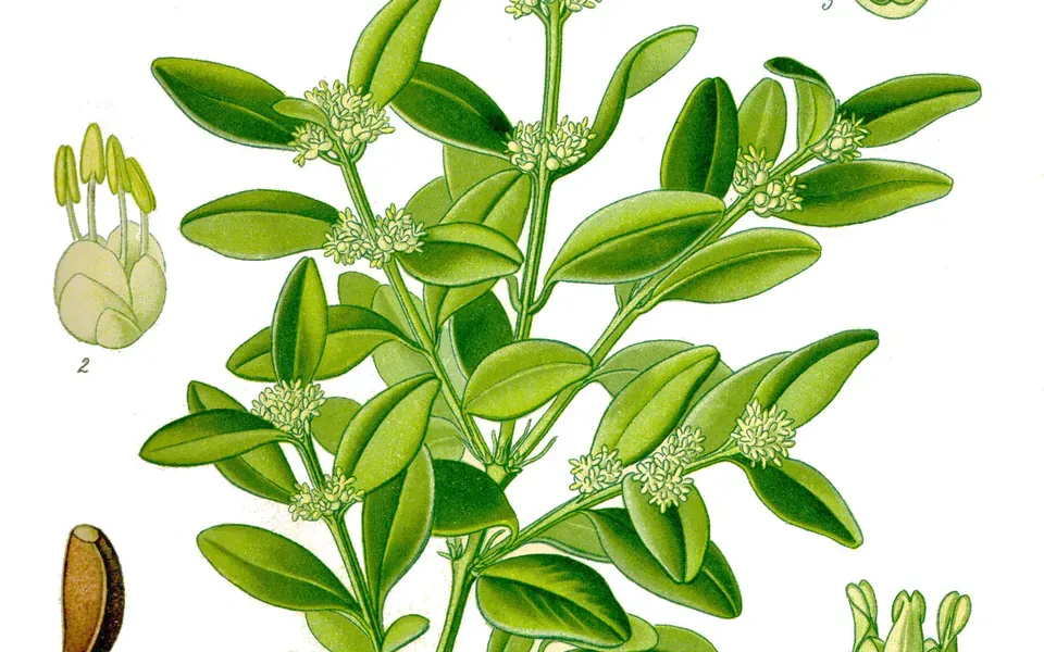 Buis, photographie de la plante