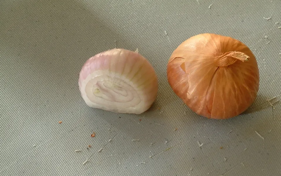 Bulbe, au jardin