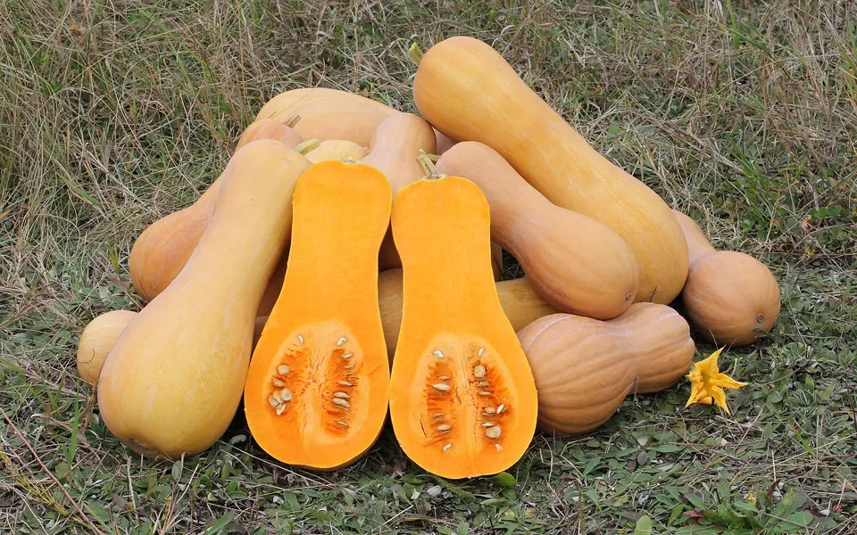 Butternut, photographie de la plante