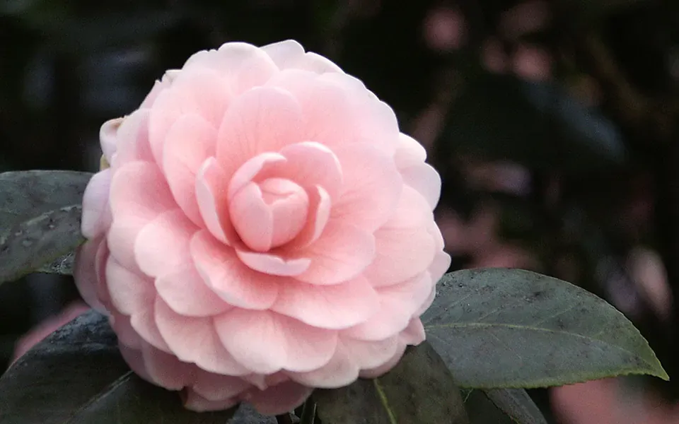Camélia, photographie de la plante