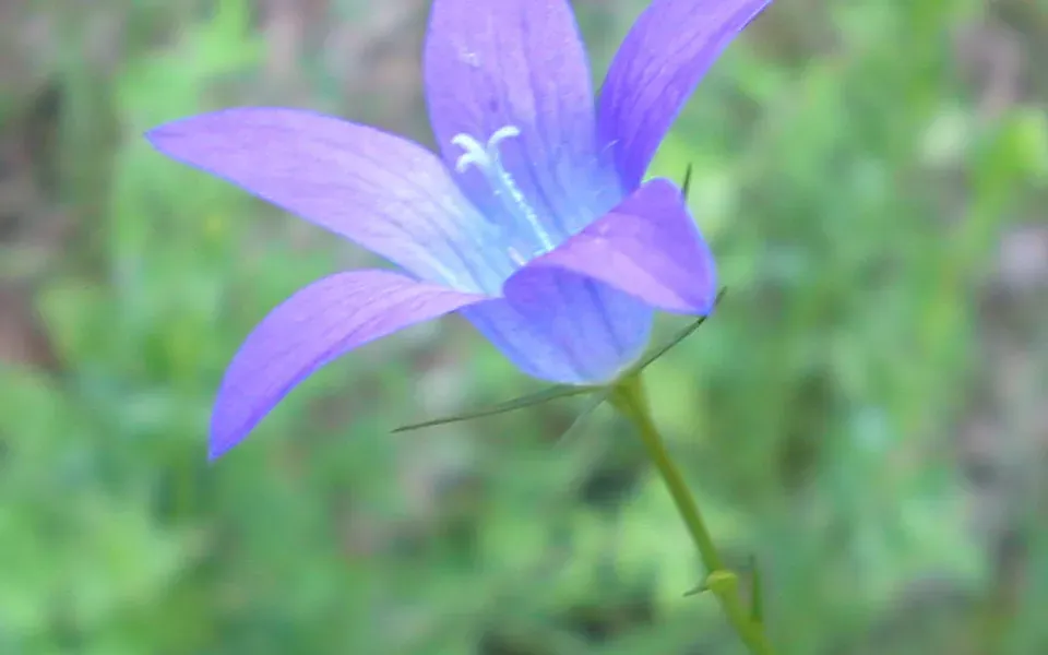 Campanule, photographie de la plante