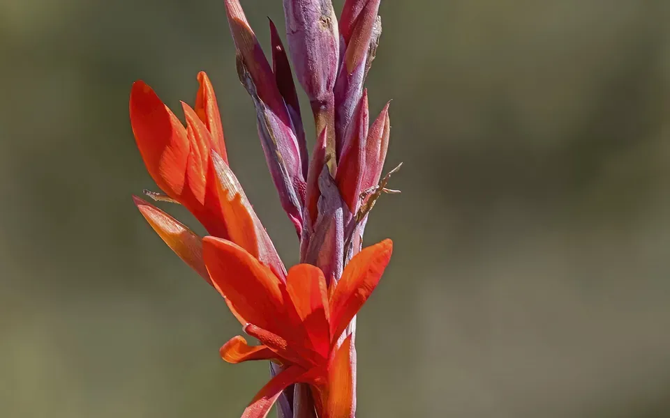Canna, photographie de la plante