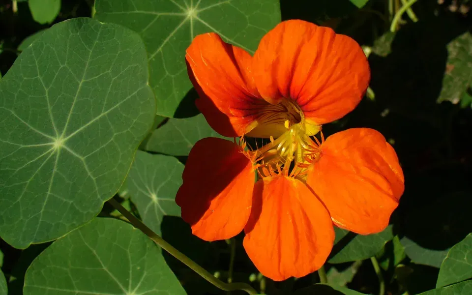 Capucine, photographie de la plante