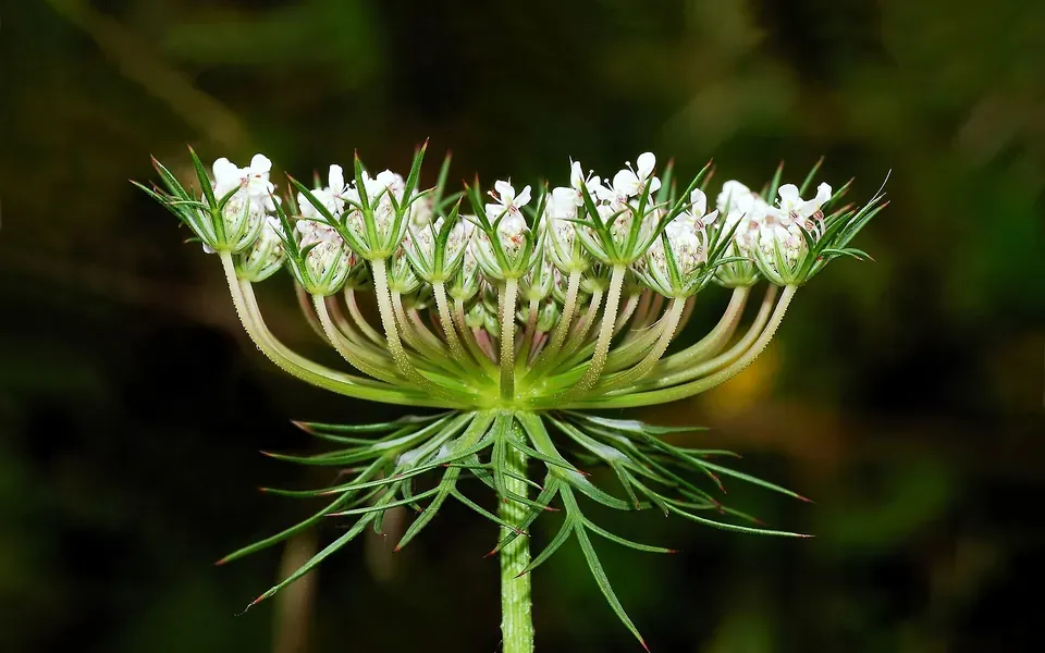 Carotte, photographie de la plante