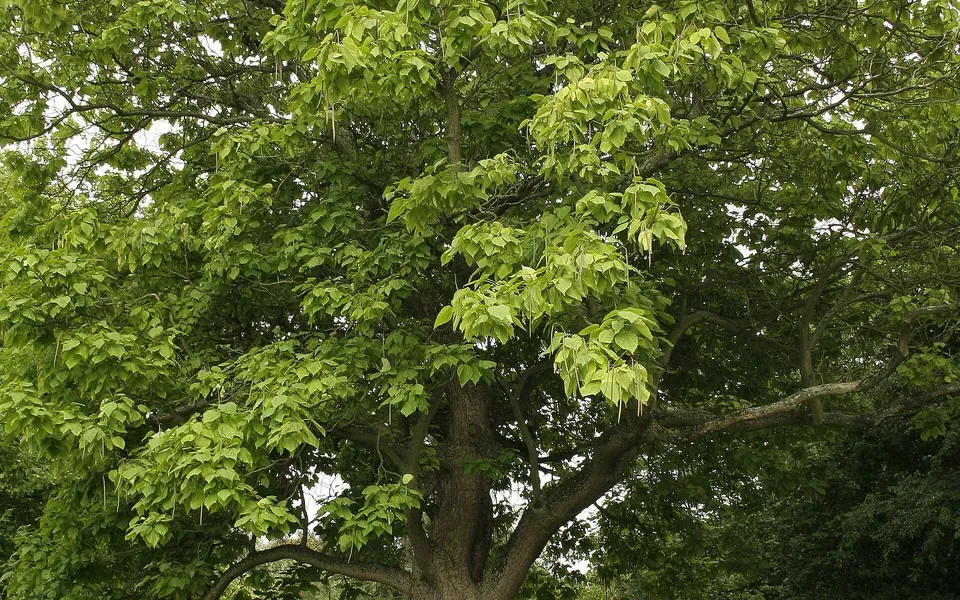 Catalpa, photographie de la plante