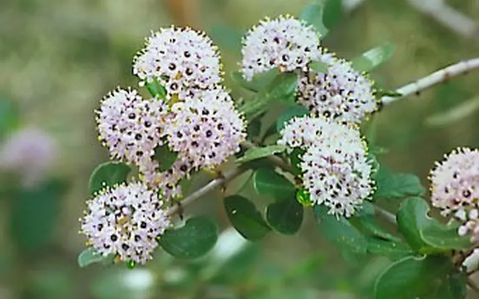 Céanothe, photographie de la plante