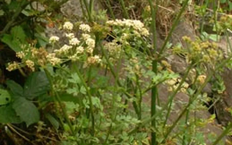 Céleri, au jardin