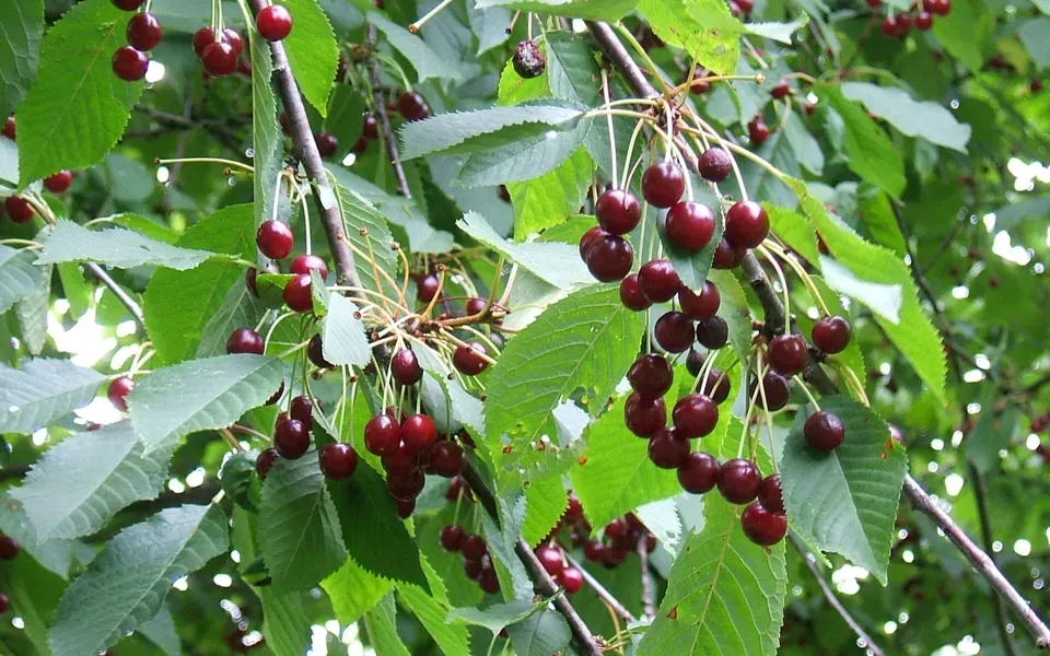 Cerisier, photographie de la plante