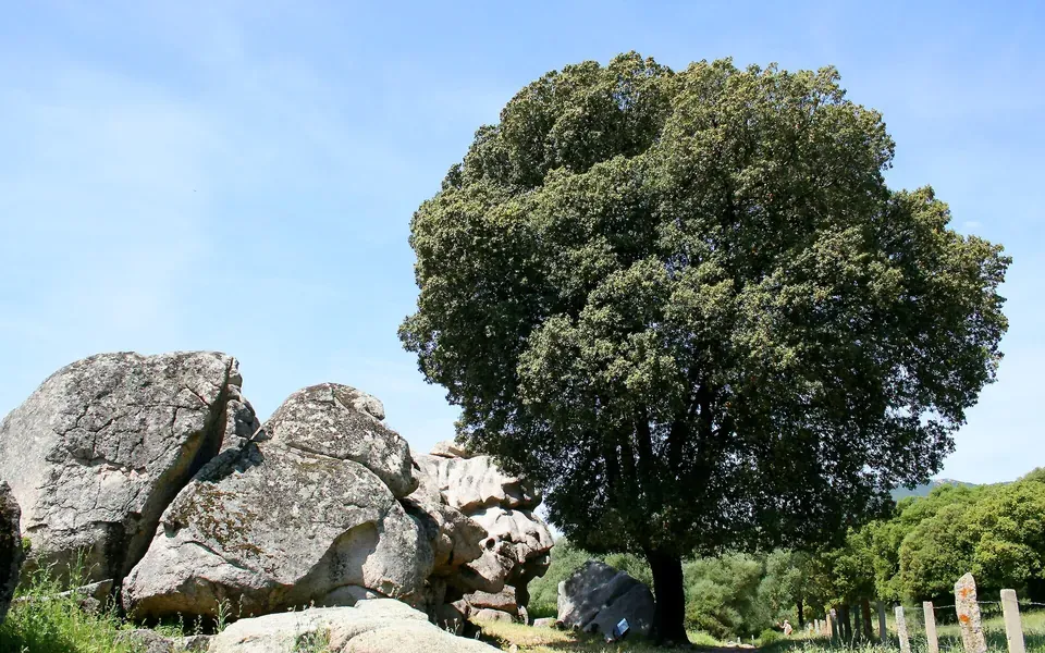 Chêne vert, photographie
