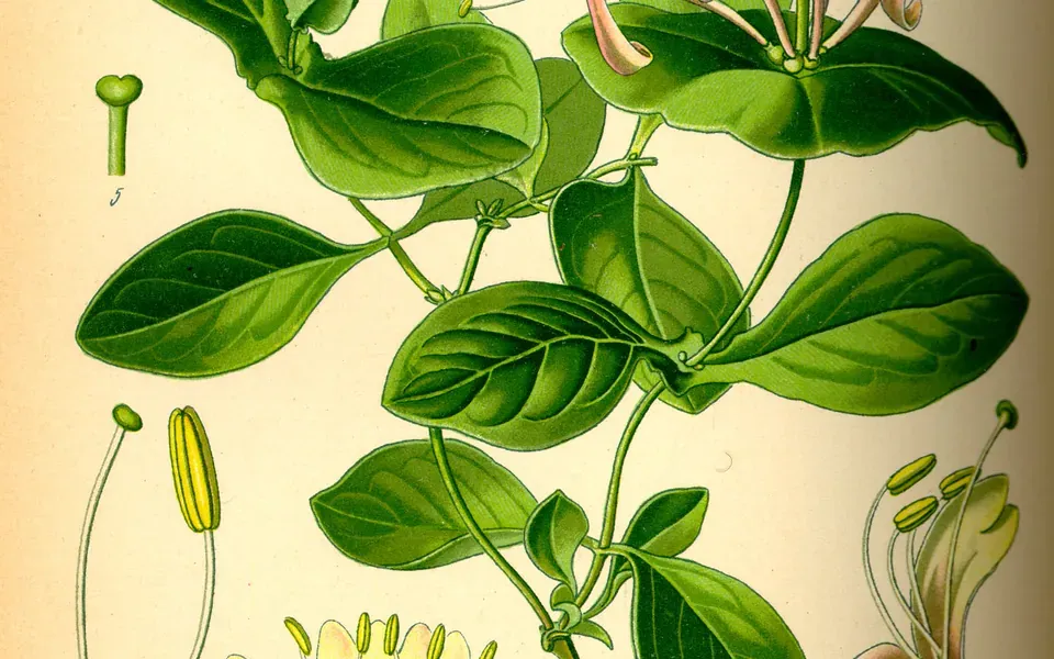 Chèvrefeuille, photographie de la plante