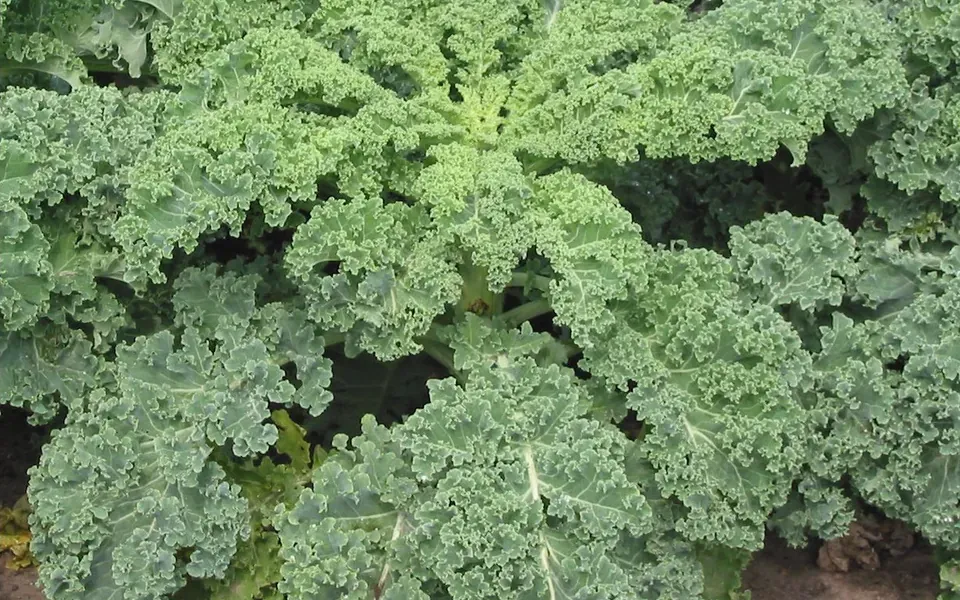 Chou frisé d'hiver au jardin
