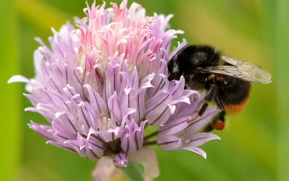 Ciboulette, photographie de la plante