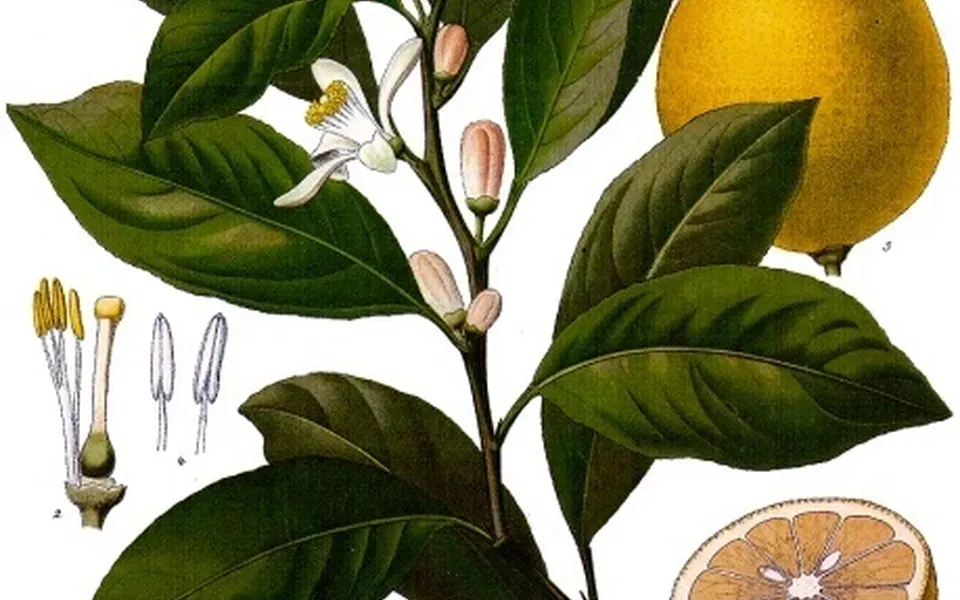 Citronnier, photographie de la plante
